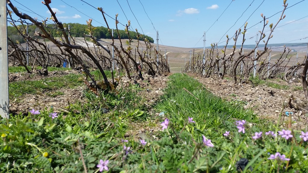 Beautiful vineyard