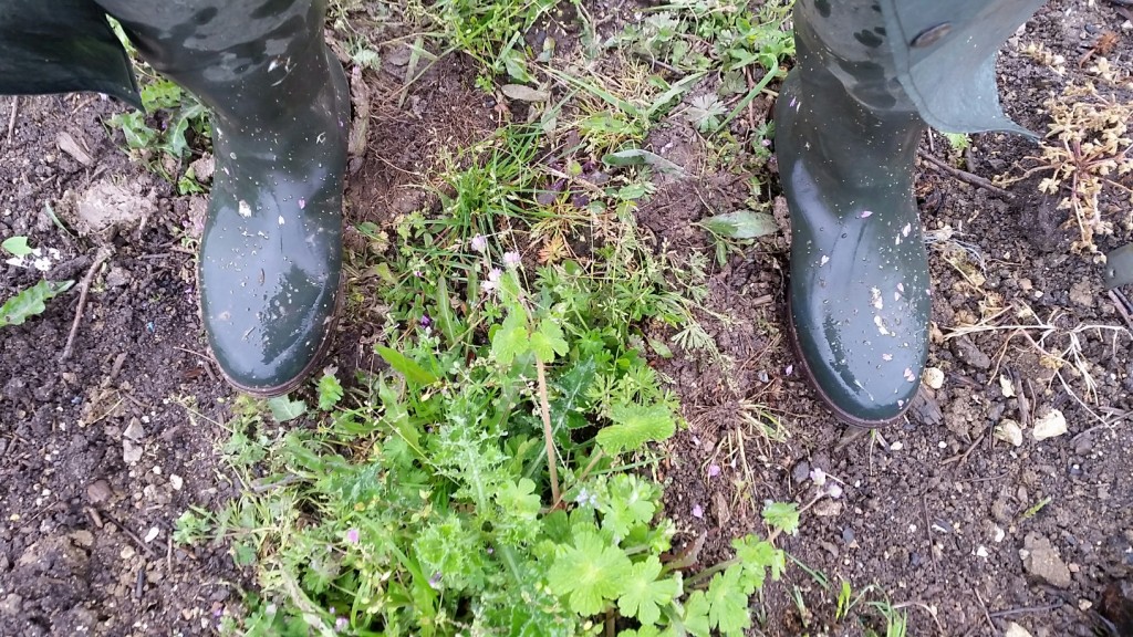 BOTTES