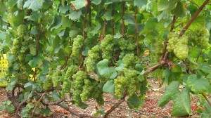 Vendange 2012- Champagne Benoit Munier Pied de vigne en Avats