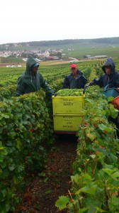 debardage-champagne-grand-cru